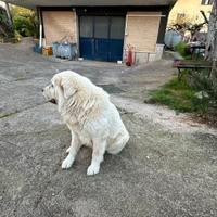 Cane maremmano per accoppiamento monta