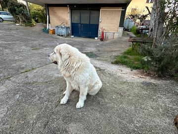 Cane maremmano per accoppiamento monta