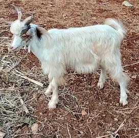 capretta gigentana maschio 