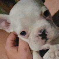 Cuccioli Bulldog Francese