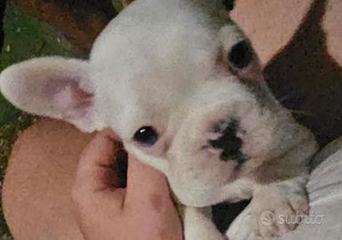 Cuccioli Bulldog Francese
