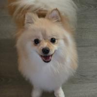 Voplino di Pomerania Spitz