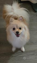 Voplino di Pomerania Spitz