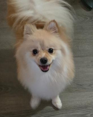 Voplino di Pomerania Spitz