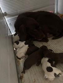 Cuccioli di bracco tedesco (kurzhaar)