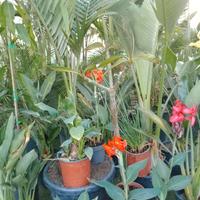 piante tropicale ornamentale è frutto