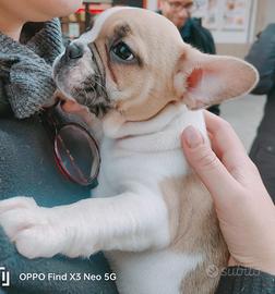 Cucciola di bulldog francese