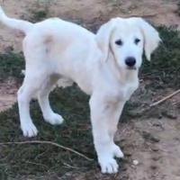 Cuccioli di maremmano abruzzese