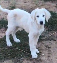 Cuccioli di maremmano abruzzese