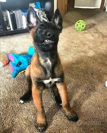 Malinois xxl
