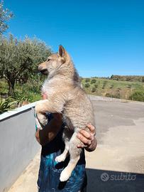 Lupo cecoslovacco cucciolo con pedigree ENCI