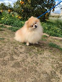 spitz stallone con pedigree 