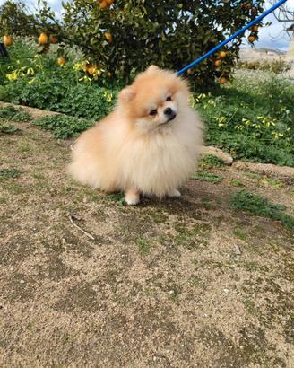 spitz stallone con pedigree 