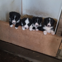 Cuccioli bordercollie