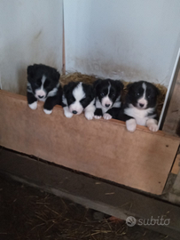 Cuccioli bordercollie