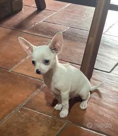 Cucciolo chihuahua