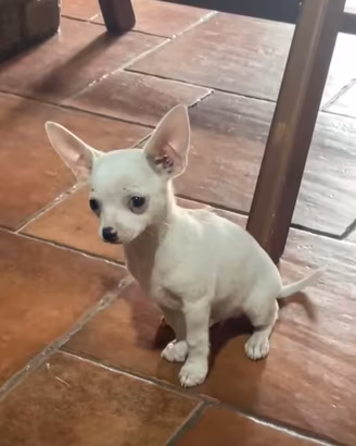 Cucciolo chihuahua