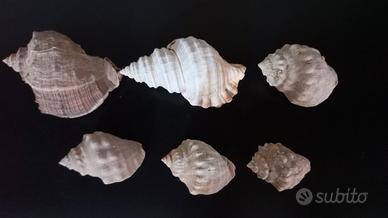 6 conchiglie di varie misure 