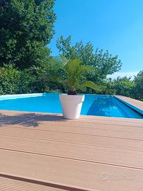 Cycas