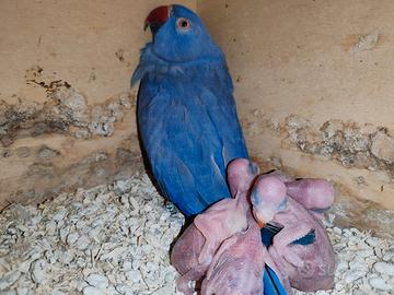 Parrocchetti dal collare