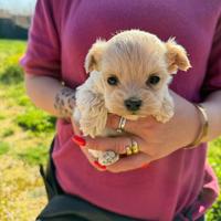 Maltipoo mini toy