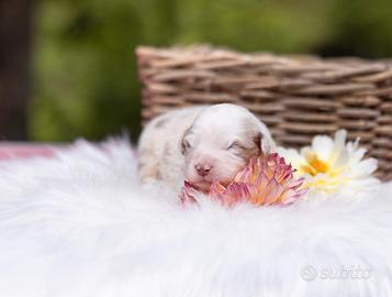 Cuccioli pastore australiano con pedigree