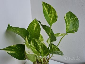 Talee pianta Pothos (anche pianta per acquario)