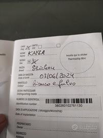 Shitzu coppia di un anno e mezzo