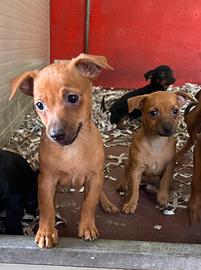 Cuccioli di pinscher chihuahua