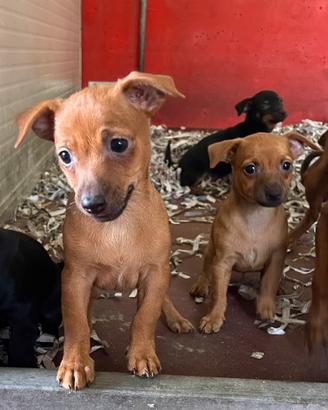 Cuccioli di pinscher chihuahua