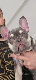 Bulldog francese