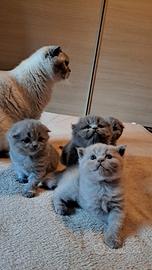 Gattini, cuccioli Scottish è British