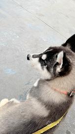 Cucciole Siberian Husky