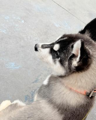 Cucciole Siberian Husky