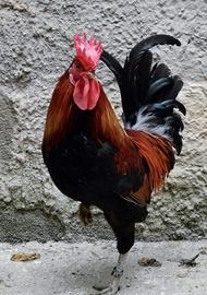 Coronata siciliana