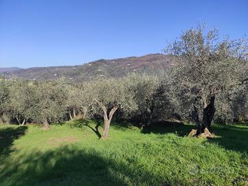 Uliveto con comodo annesso agricolo