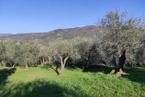 Uliveto con comodo annesso agricolo