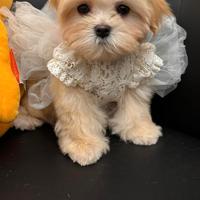 Maltipoo mini coreano musetto corto