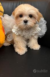 Maltipoo mini coreano musetto corto