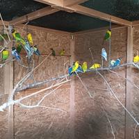 Inseparabili personata