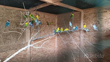 Inseparabili personata