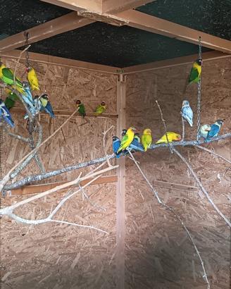 Inseparabili personata