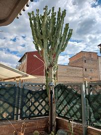 Euphorbia Candelabrum