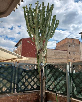 Euphorbia Candelabrum