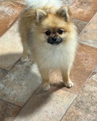 Spitz di Pomeriana disponibili per accoppiamento