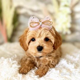 Maltipoo Albicocca cuccioli