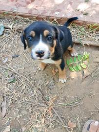 Cucciolino in adozione