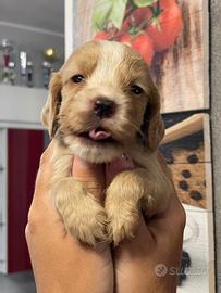 Cuccioli di cocker spaniel con Pedigree Enci