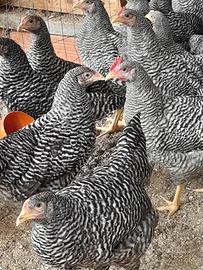galline amrock