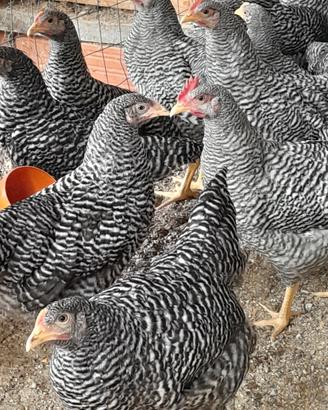 galline amrock